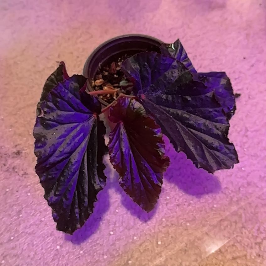 Photo of the plant species Begonia by @Goldenquetzal named Lebron on Greg, the plant care app