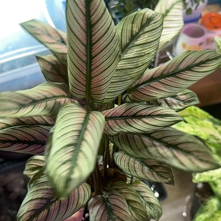 Photo of the plant species White Star Calathea by @Goldenquetzal named Spike Leaves on Greg, the plant care app