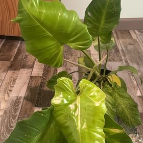 Photo of the plant species philodendron by @Goldenquetzal named Walt on Greg, the plant care app
