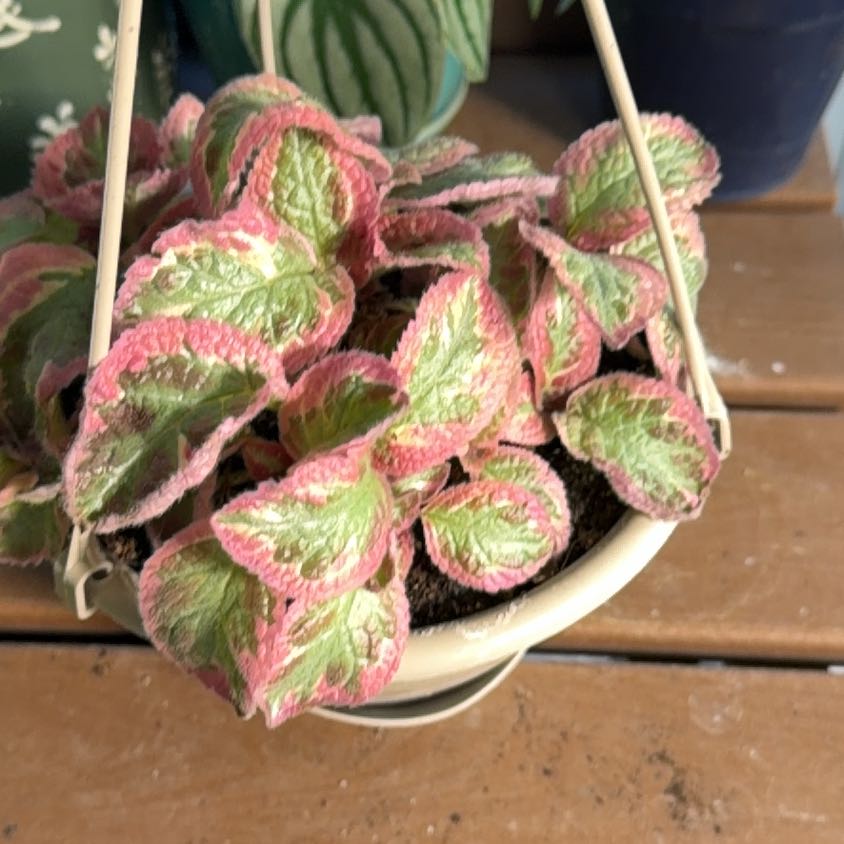 Photo of the plant species Episcia 'Pink Brocade' by @Goldenquetzal named Winston on Greg, the plant care app
