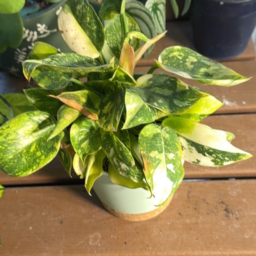 Photo of the plant species Philo Green Congo Nuclear by @Goldenquetzal named ChloroPhil on Greg, the plant care app