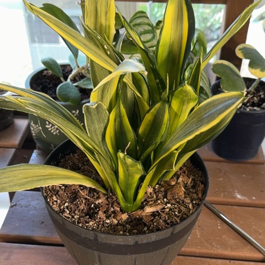 Photo of the plant species White Sansevieria by @Goldenquetzal named Wall-E on Greg, the plant care app