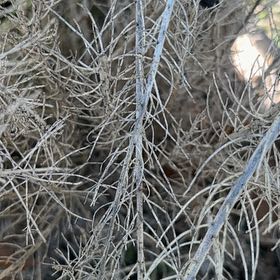 Photo of the plant species California Sagebrush by @SpunkyRedbanana named Beyonce on Greg, the plant care app