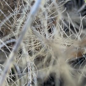 Photo of the plant species Drooping Brome by @SpunkyRedbanana named Ronaldo on Greg, the plant care app