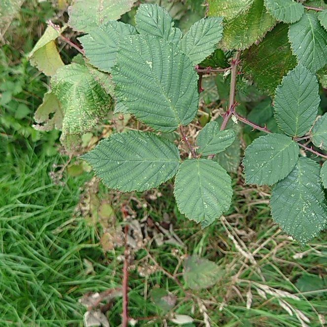 Photo of the plant species Armenian Blackberry by @CalmDidelta60 named Harper on Greg, the plant care app