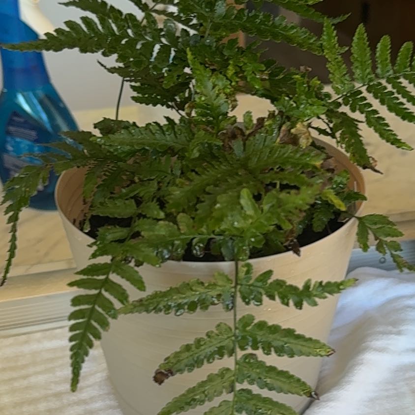 Photo of the plant species Oak Fern by @YardRedbush50 named Beyonce on Greg, the plant care app