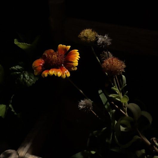 Photo of the plant species Indian Blanket by @JuicyDuwei43 named Navajo on Greg, the plant care app