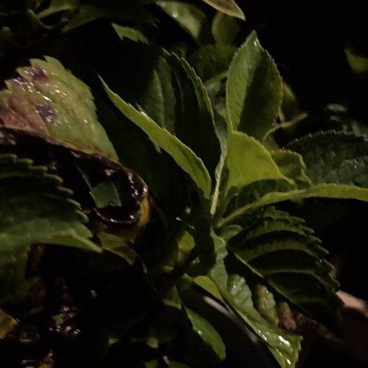 Photo of the plant species Ramgoat Dashalong by @JuicyDuwei43 named Marilyn on Greg, the plant care app
