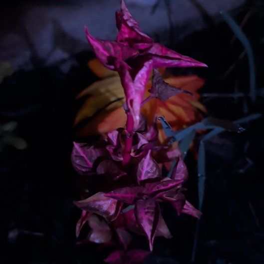 Photo of the plant species Brazilian Red-Cloak by @JuicyDuwei43 named Cleopatra on Greg, the plant care app