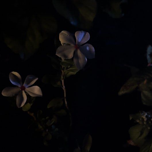 Photo of the plant species Blue Plumbago by @JuicyDuwei43 named Athena on Greg, the plant care app