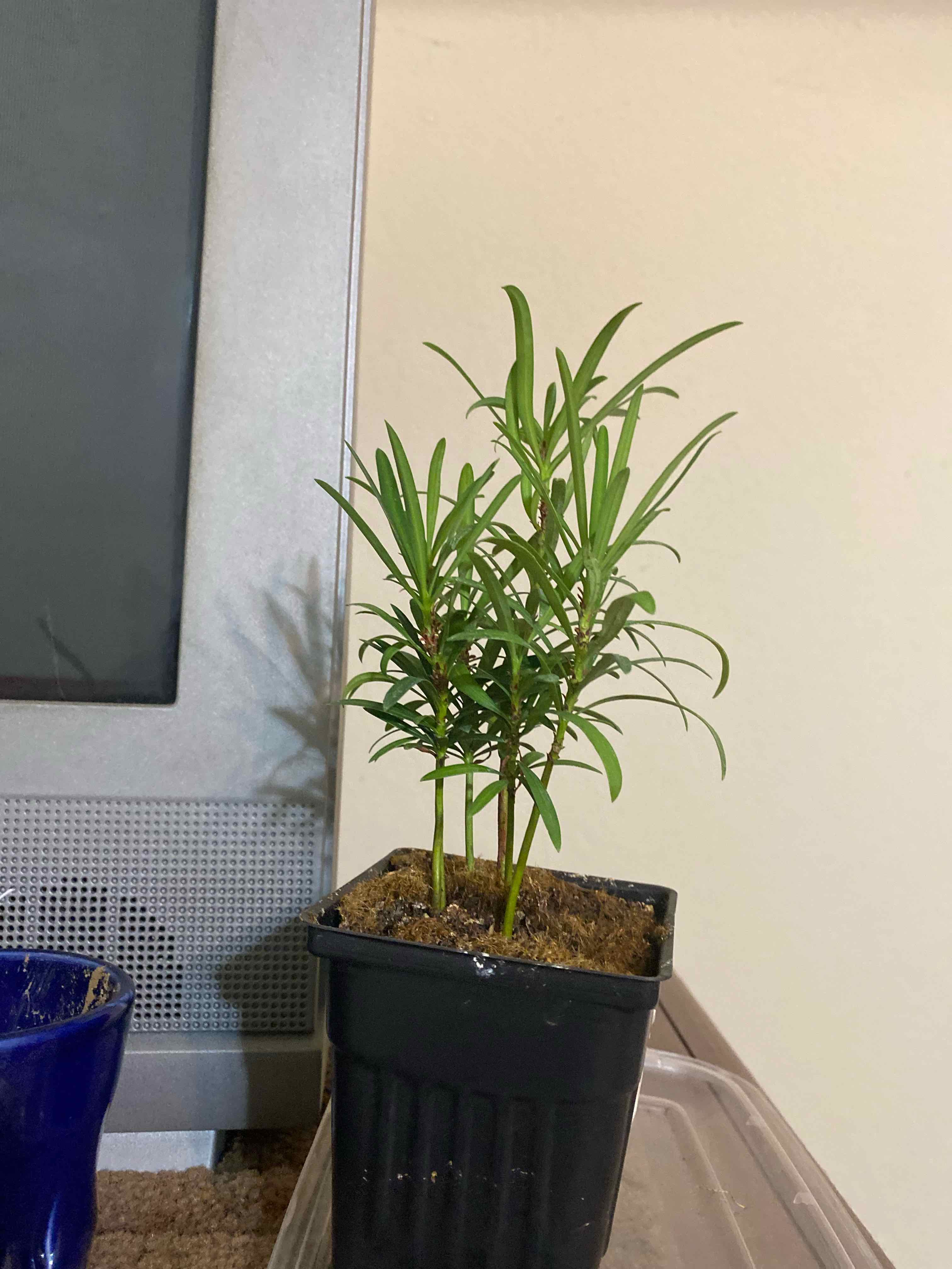 Photo of the plant species Buddist Pine by @FunIceplant86 named Steyvn on Greg, the plant care app