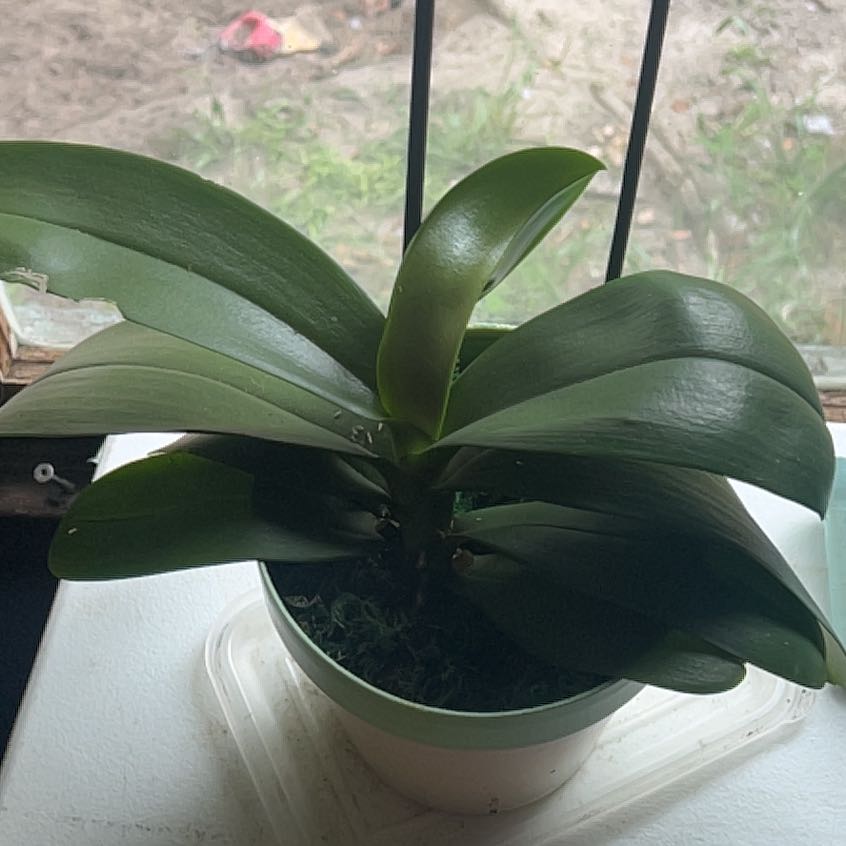 Photo of the plant species Orchid by @MustangAnna67 named Athena on Greg, the plant care app