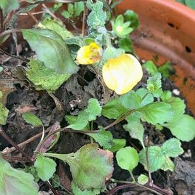 Photo of the plant species Oriental False Hawksbeard by @KindOrpine77 named Dolores on Greg, the plant care app