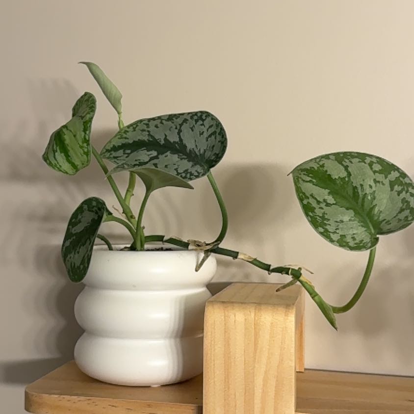 Photo of the plant species Scindapsus Exotica by @Anthurium24 named Exo on Greg, the plant care app