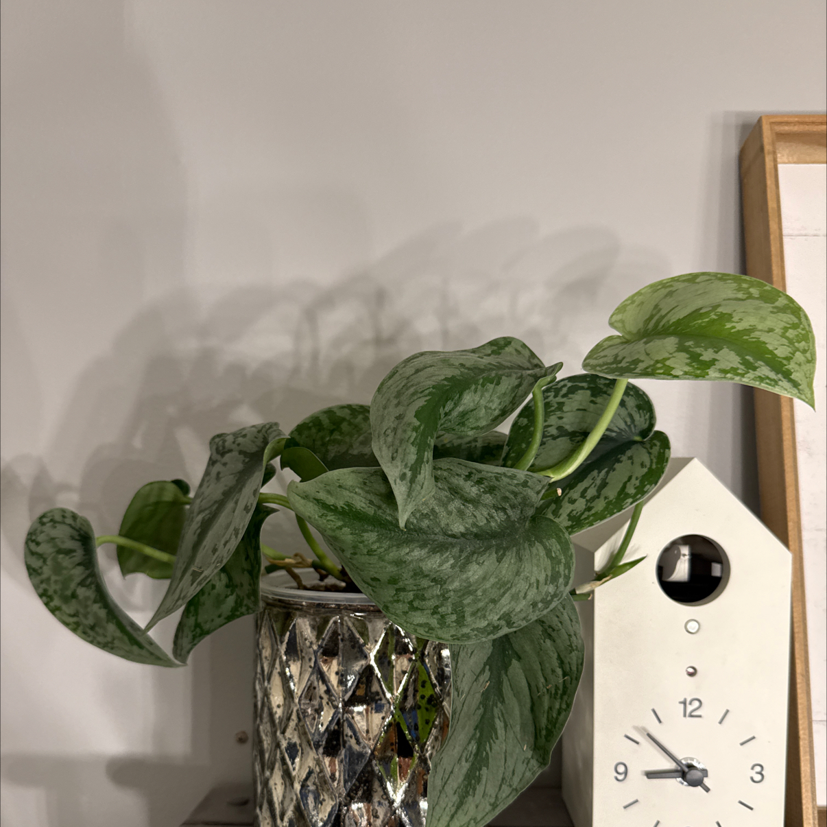Photo of the plant species Silver Splash Pothos by @Anthurium24 named Exotica on Greg, the plant care app