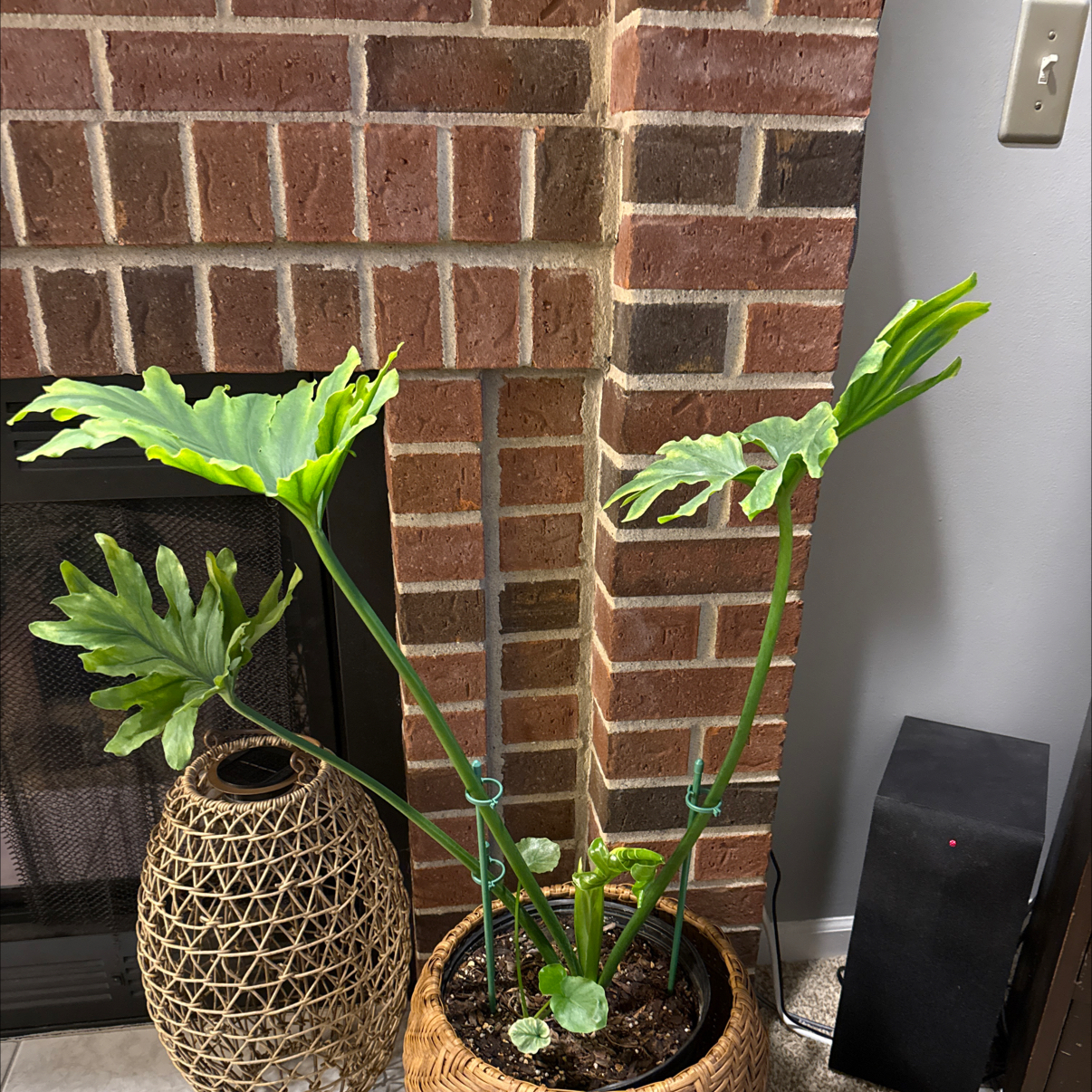Photo of the plant species Phildendron selloum by @Anthurium24 named Selloumon on Greg, the plant care app