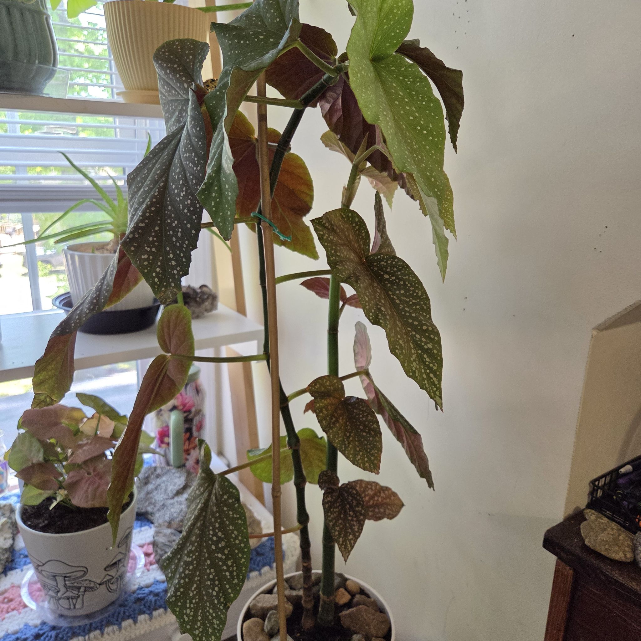 Photo of the plant species Angel Wing Begonia 'Corallina de Lucerna' by @EdgarMom named Davida on Greg, the plant care app