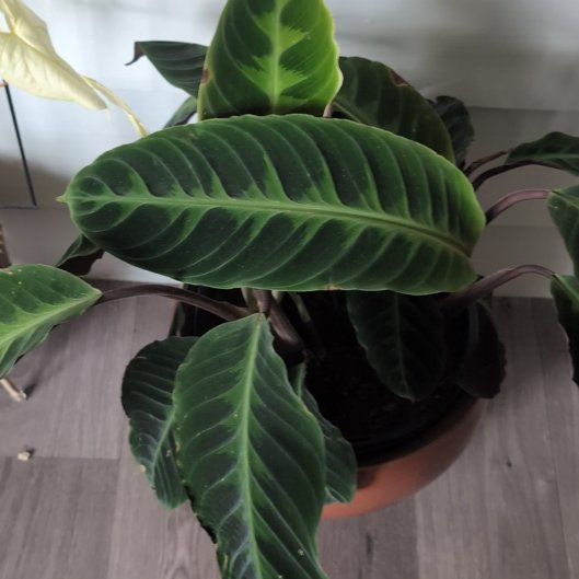 Photo of the plant species Calathea 'Misto' by @YernBacopa1 named Prince on Greg, the plant care app