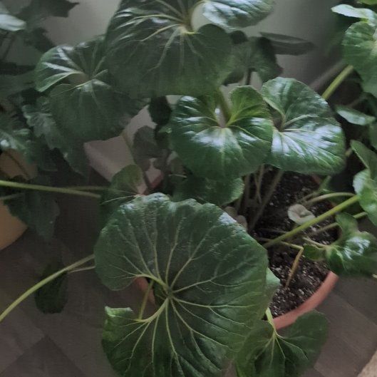 Photo of the plant species Tractor Seat Plant by @YernBacopa1 named Winston on Greg, the plant care app