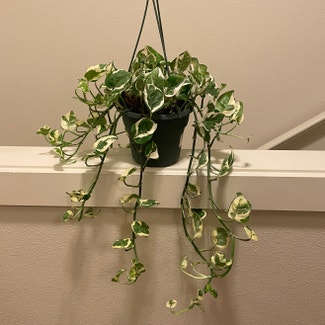 Pearls and Jade Pothos plant in Somewhere on Earth