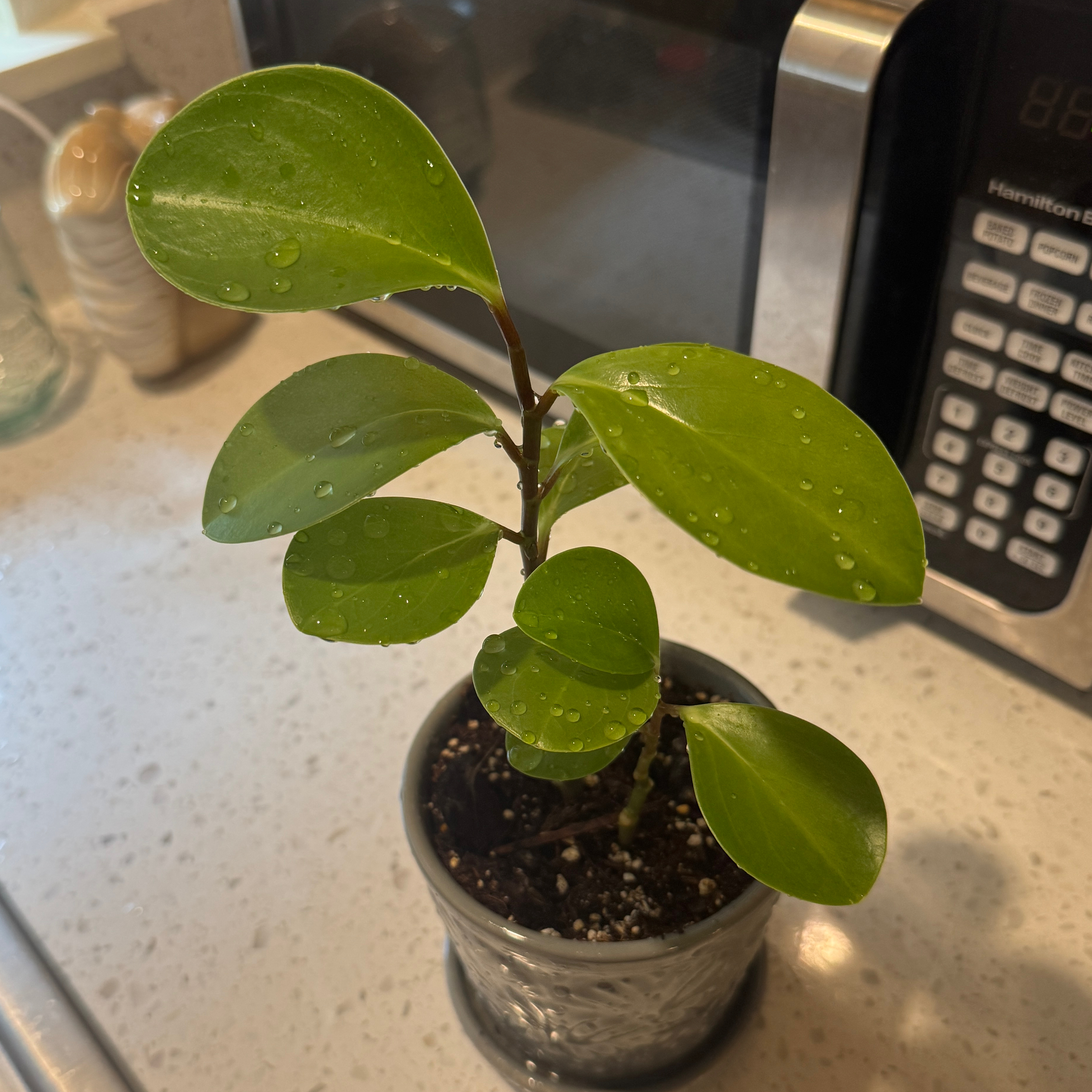 Baby Rubber Plant plant photo by @Lexigreenley named Duckie on Greg, the plant care app.