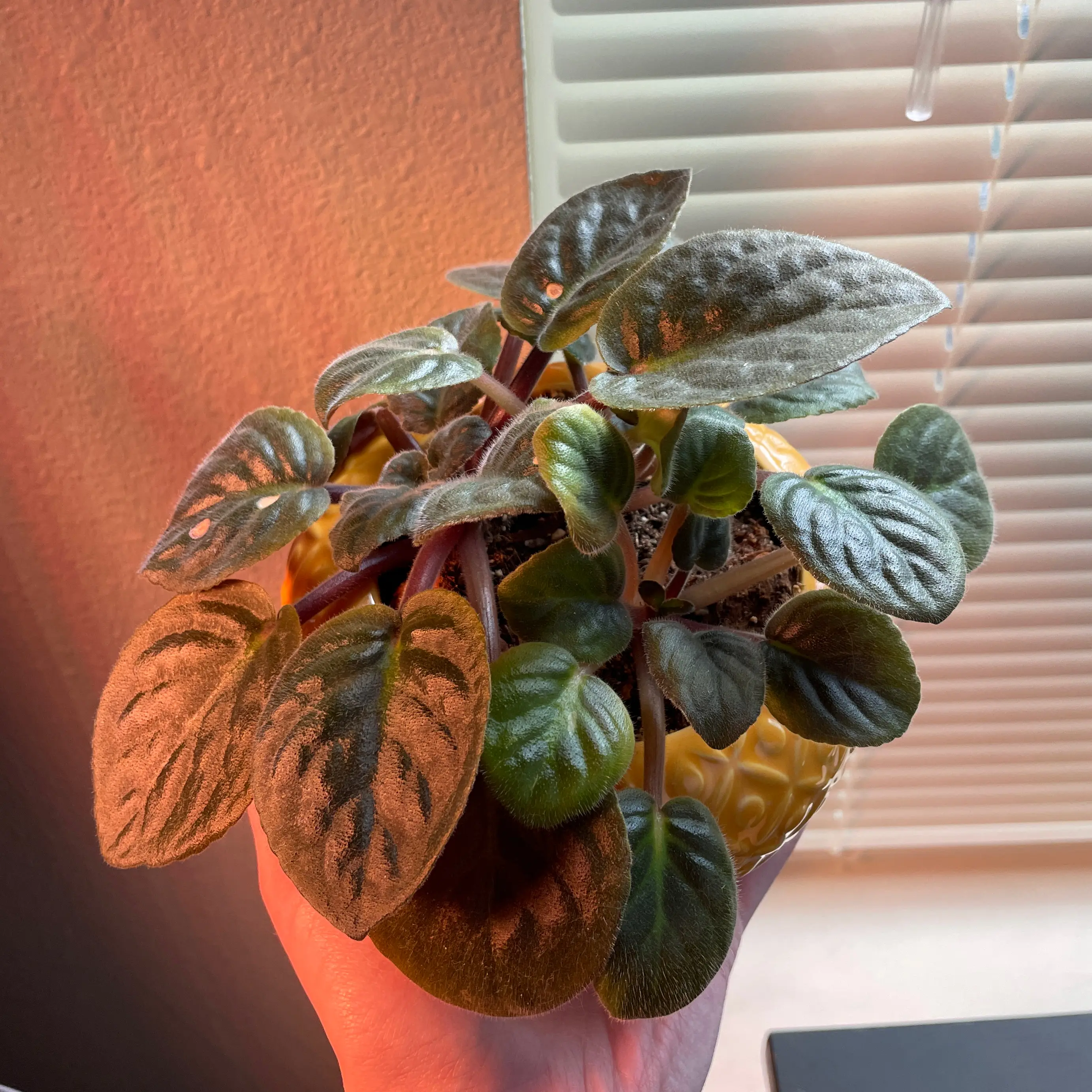 Kenyan Violet plant photo by @Lexigreenley named Your plant on Greg, the plant care app.