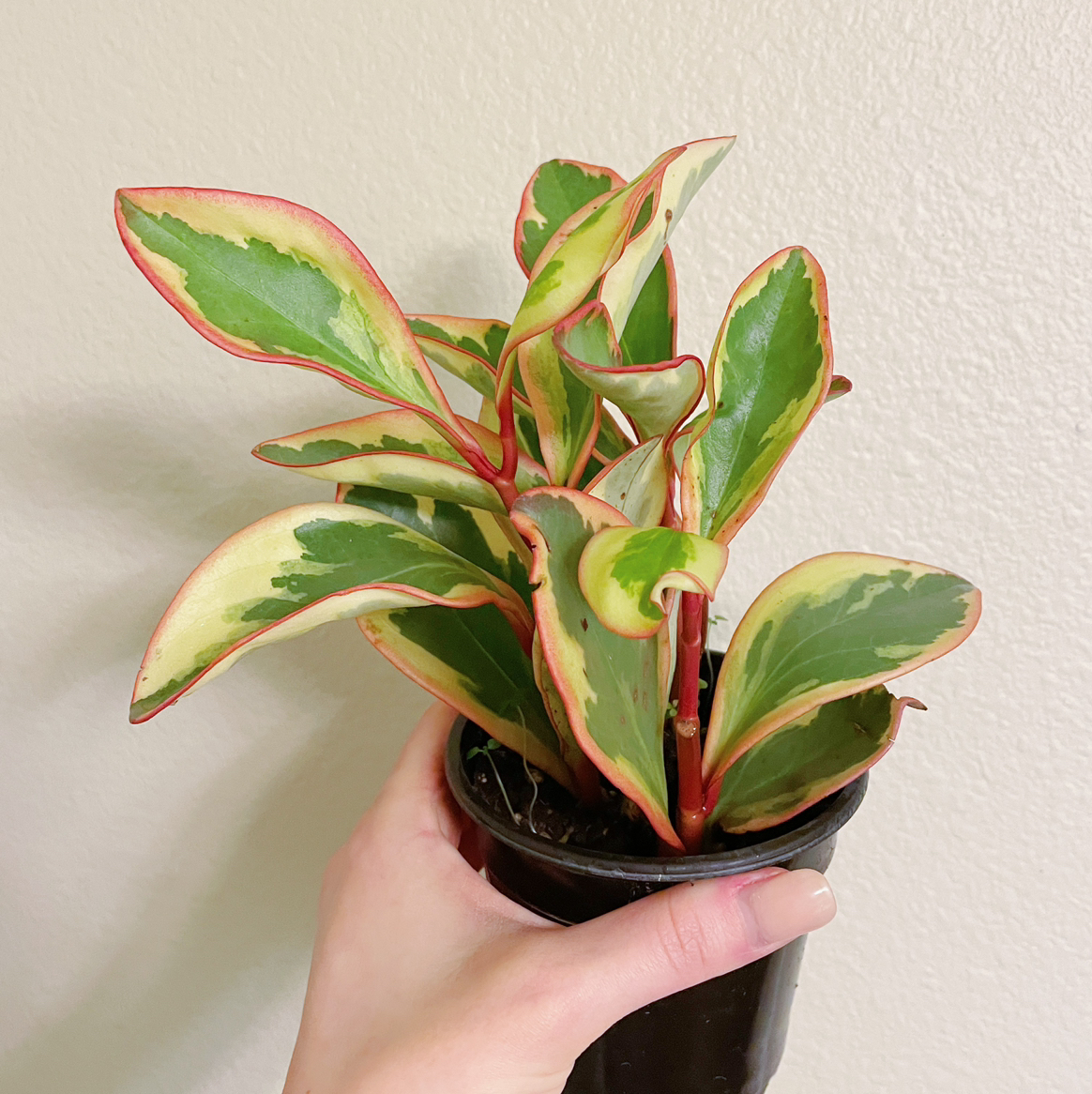 Photo of the plant species Jelly Plant by @Lexigreenley named Your plant on Greg, the plant care app