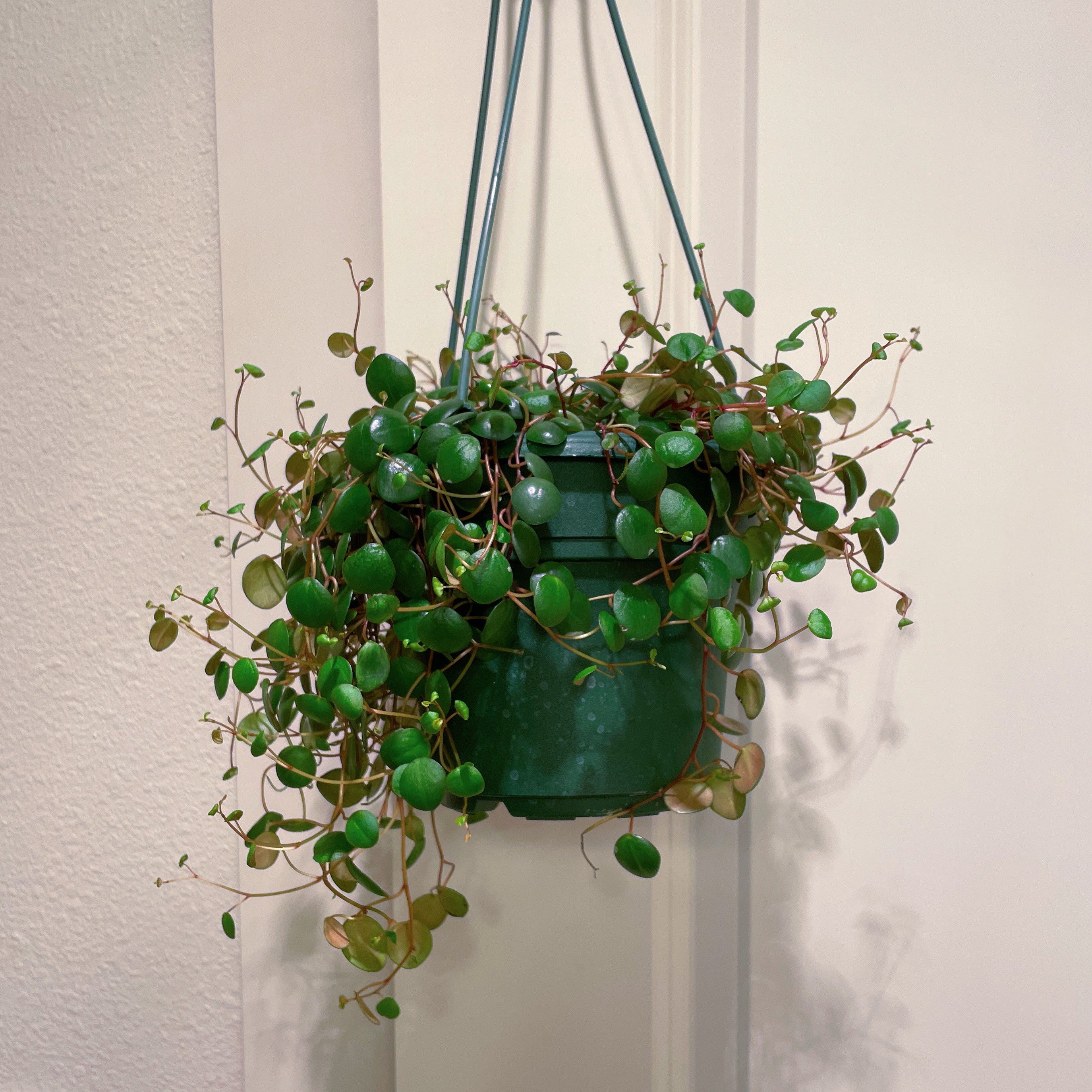 How to Prune Peperomia 'Pepperspot'