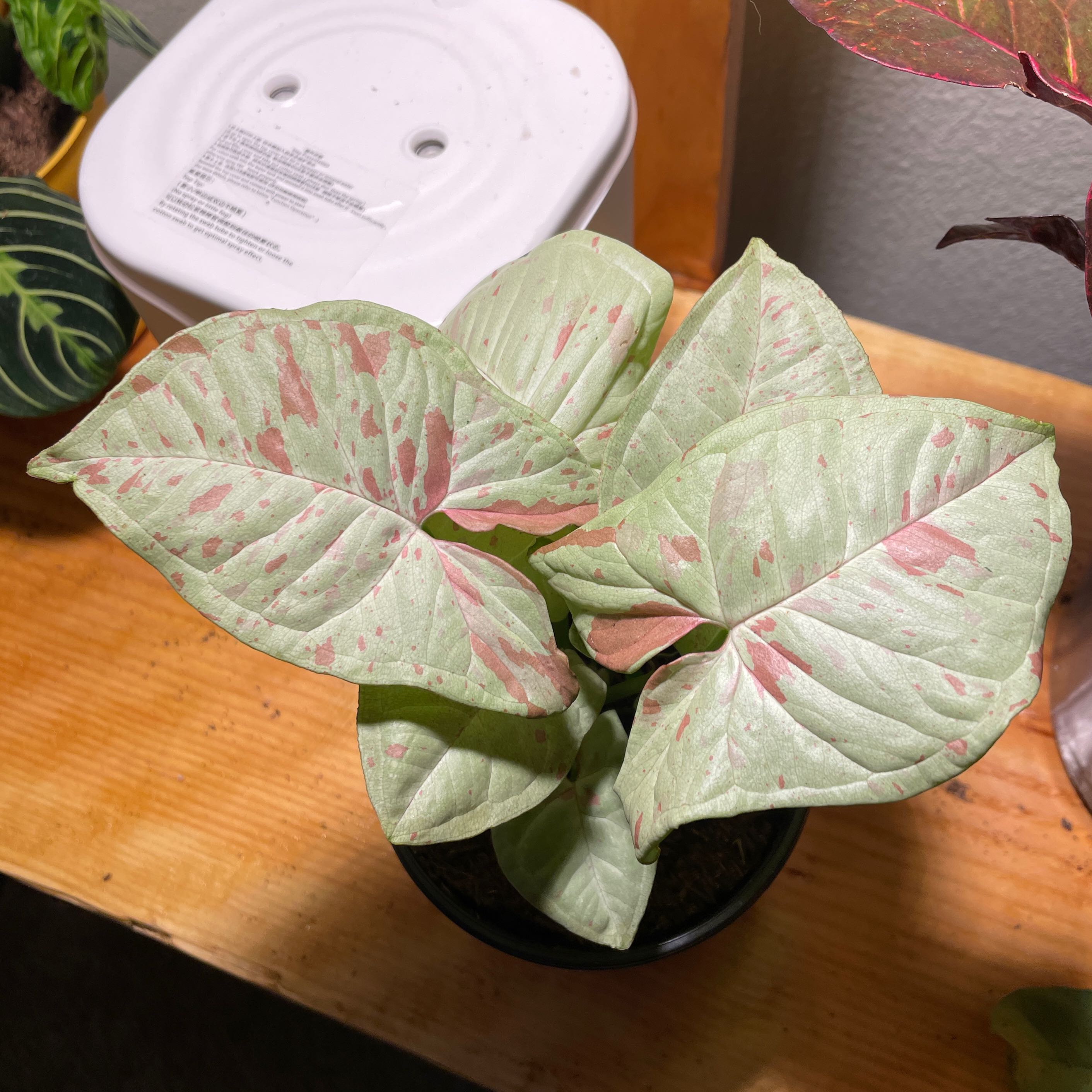Confetti Syngonium plant with light green leaves and pink variegation in a pot.