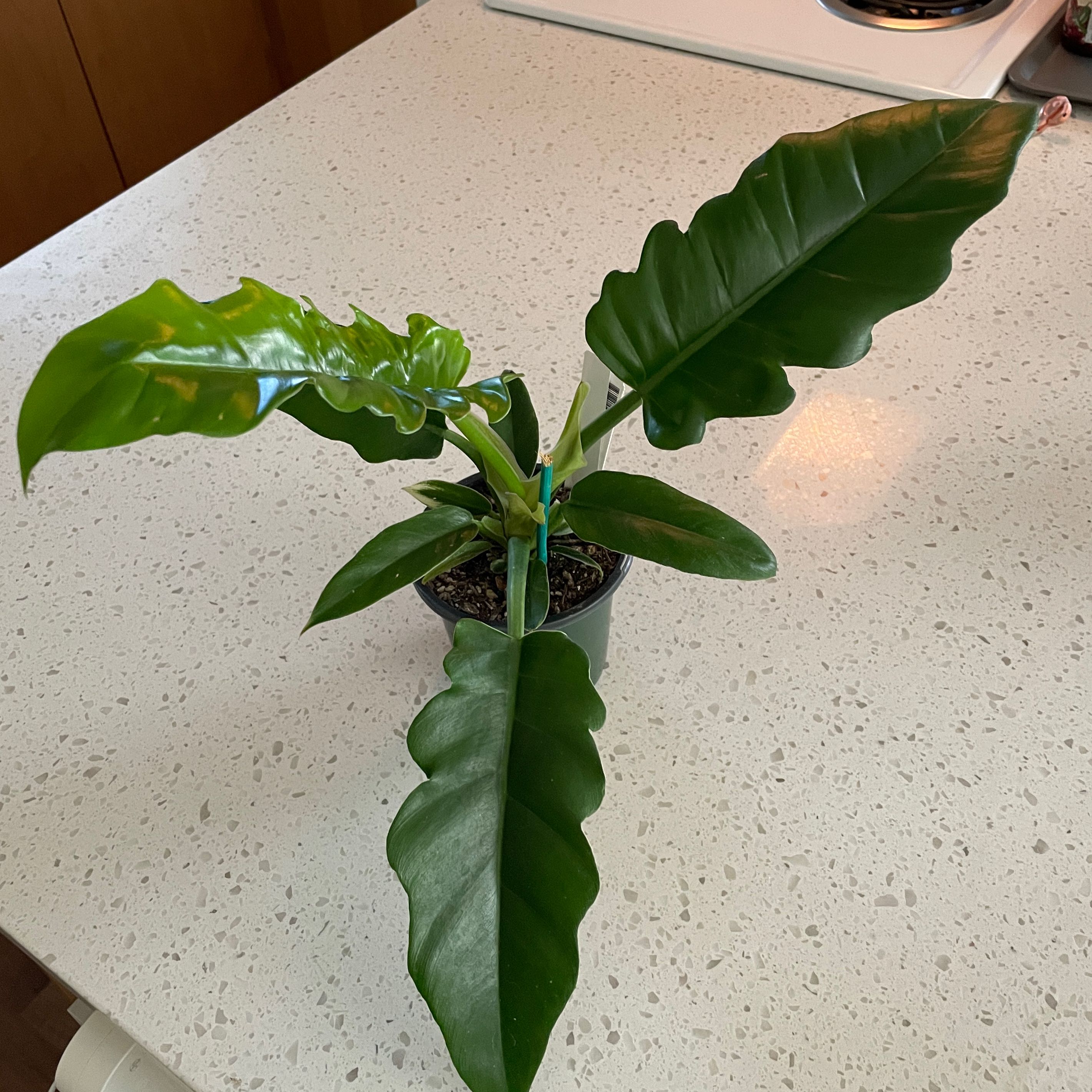 Philodendron Narrow Tiger Tooth plant in a small pot on a countertop.