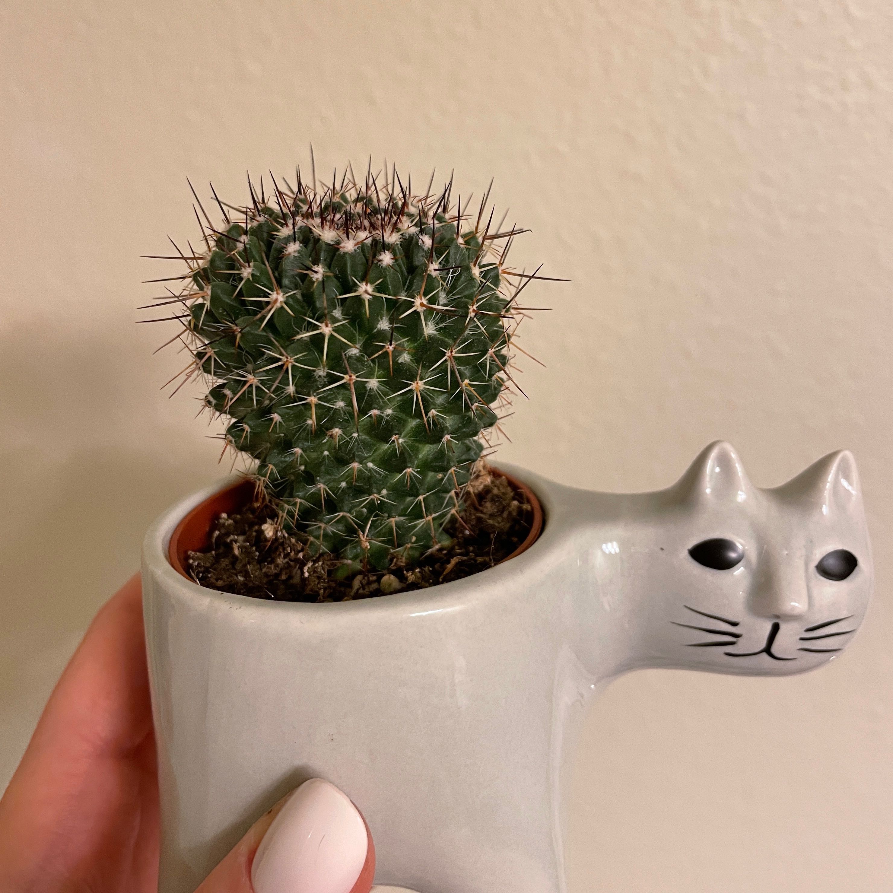 Mammillaria Melanocentra cactus in a cat-shaped pot, held by a hand.
