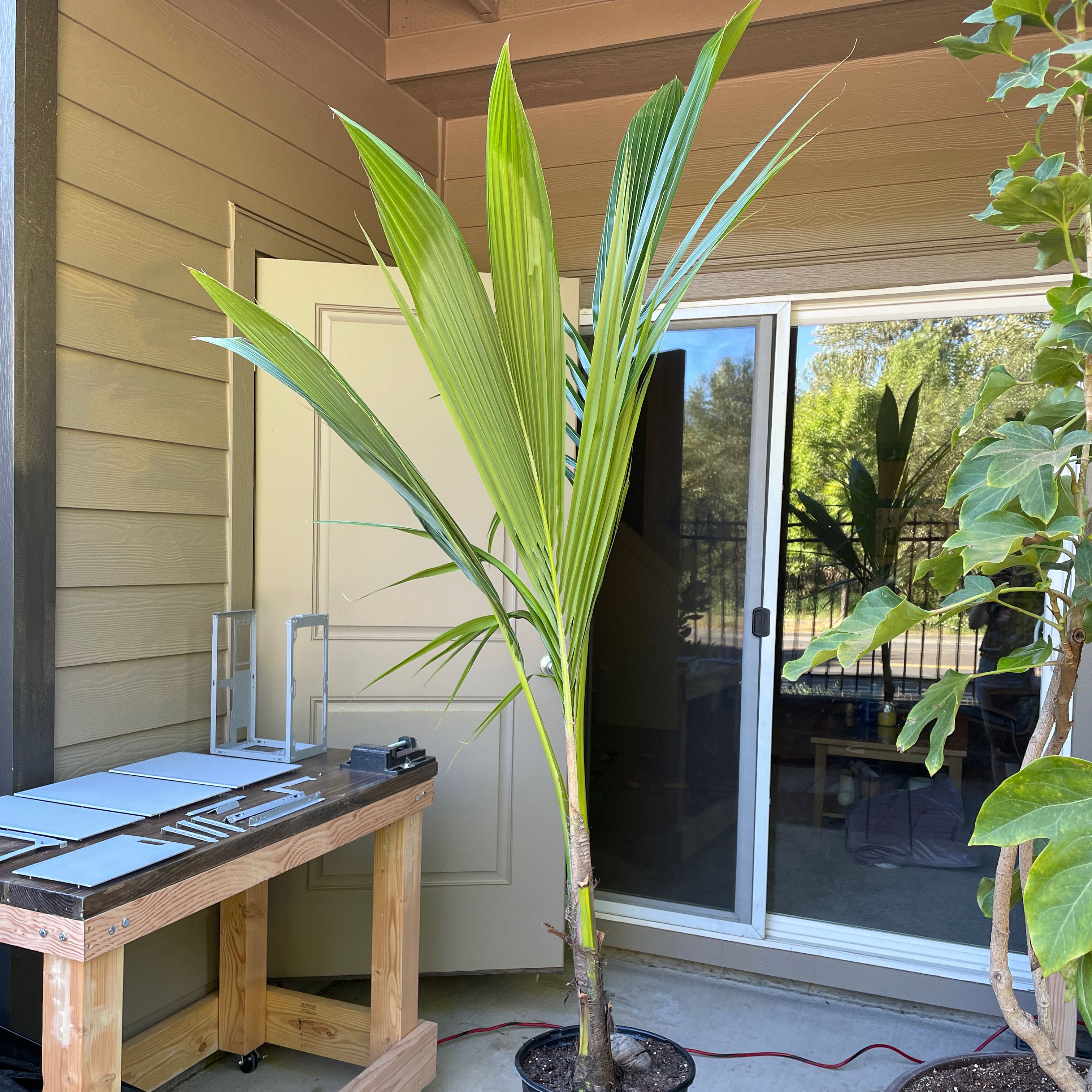 Young coconut plant indoors near a sliding glass door, with visible soil at the base.