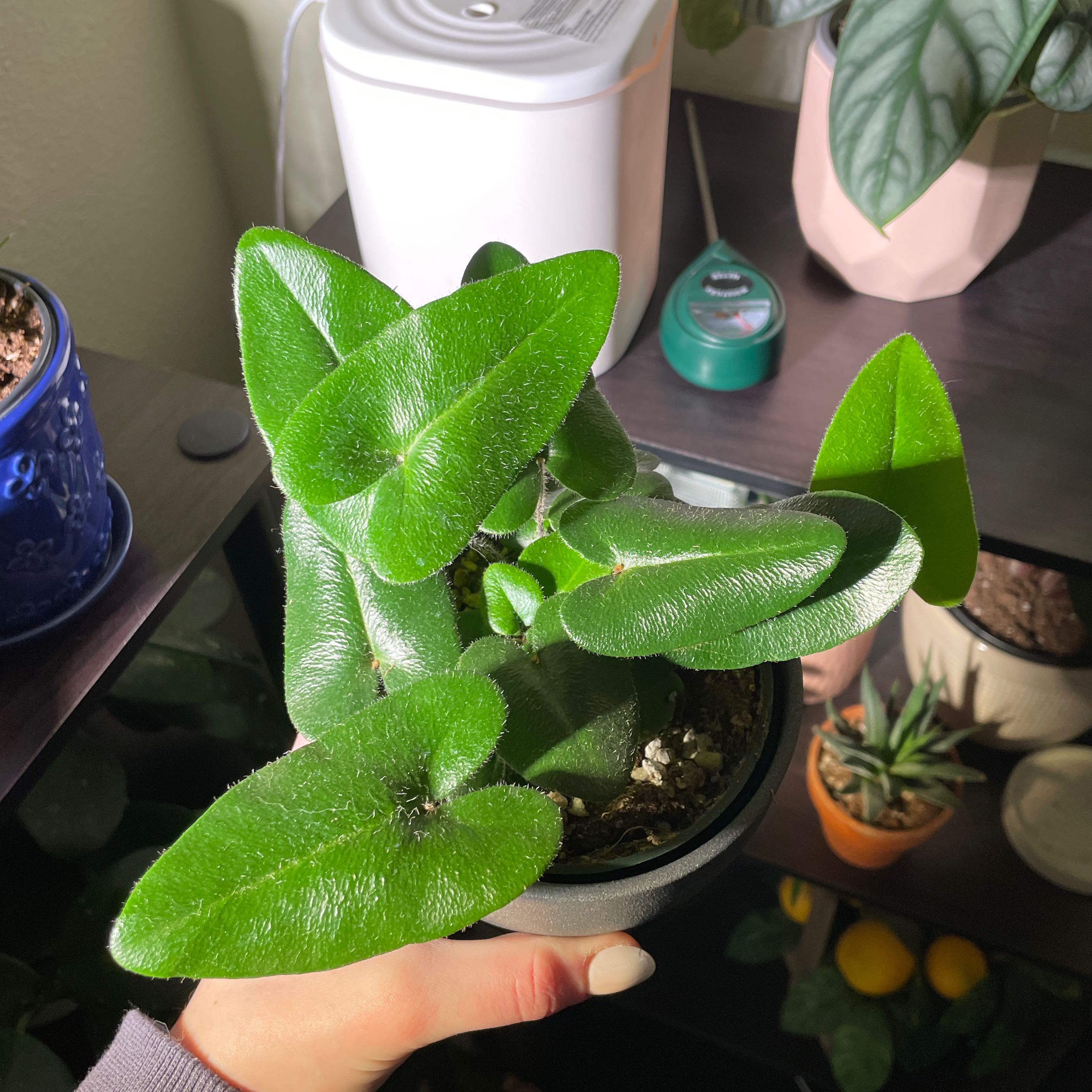Healthy Heart Fern plant with vibrant green leaves, held by a hand, with other plants in the background.