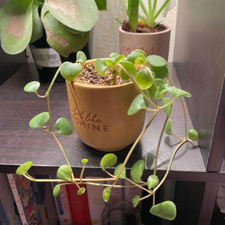 Peperomia 'Hope' plant in Somewhere on Earth