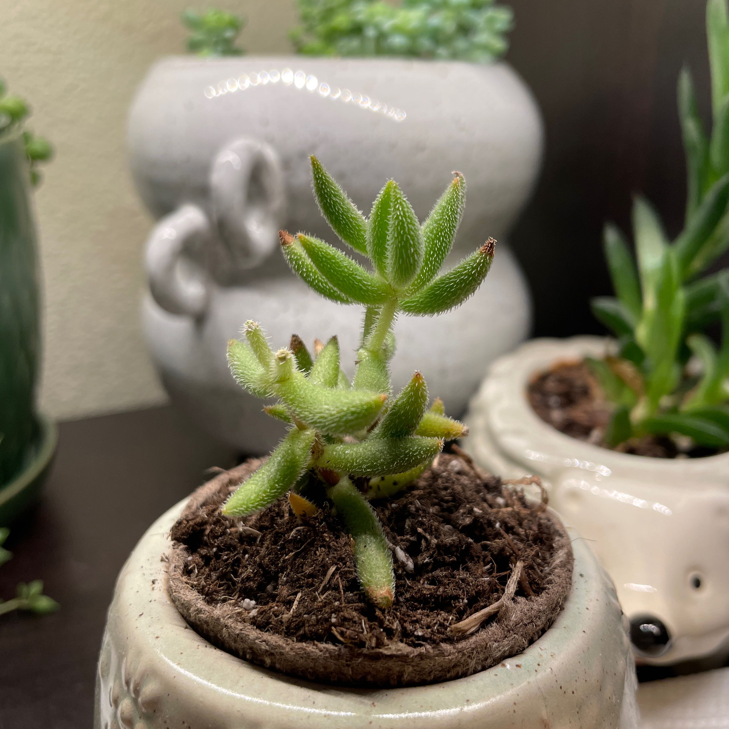 Crassula mesembryanthemoides plant in a small pot with visible soil, well-framed and in focus.