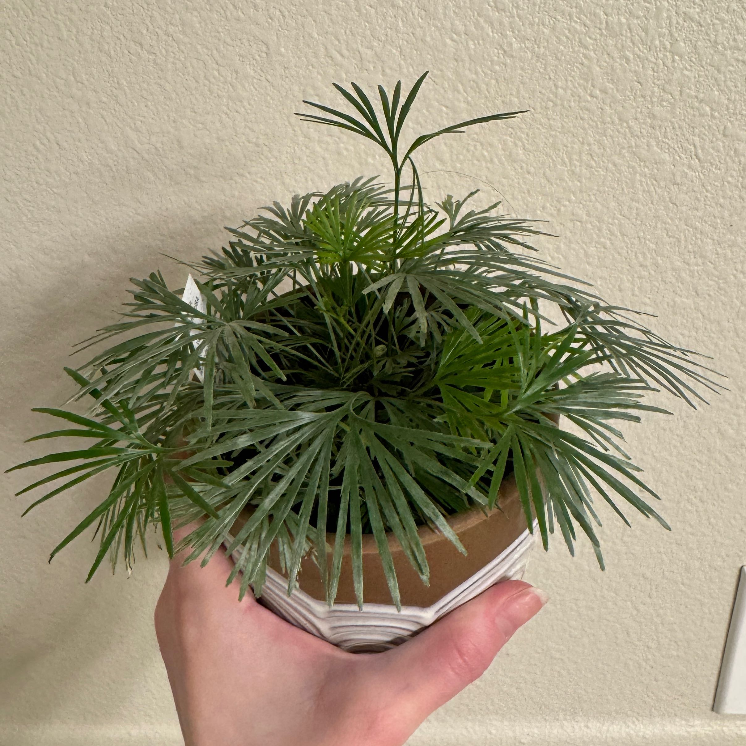 Photo of the plant species Eyelash Fern by @Lexigreenley named Gaga on Greg, the plant care app