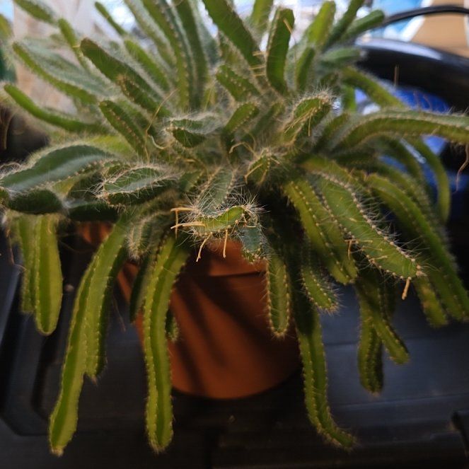 Photo of the plant species Macho Milano by @DedbeetPlantMom named Dolores on Greg, the plant care app