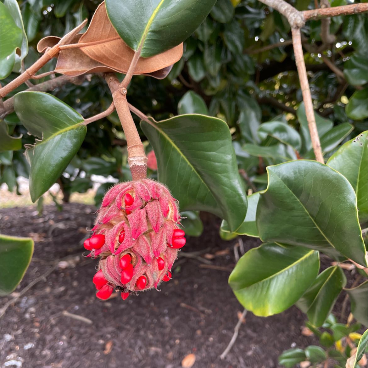 Why Are the Leaves on My Southern Magnolia Turning Yellow?