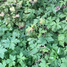 Photo of the plant species Bigroot Geranium by @RichlyCatpalm named Elle on Greg, the plant care app