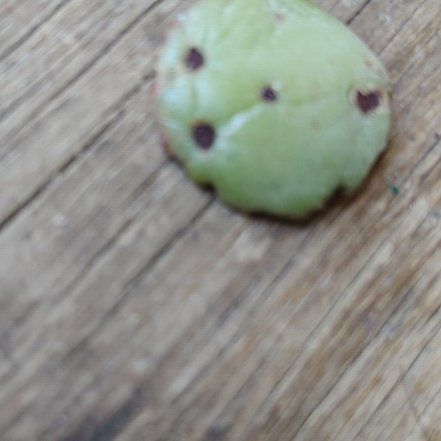 Photo of the plant species Cucumber Magnolia by @SpotlessFilbert named Elina on Greg, the plant care app