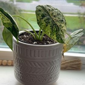 Photo of the plant species Alocasia Dragon Mint by @RootAndRise named Keanu Leaves on Greg, the plant care app