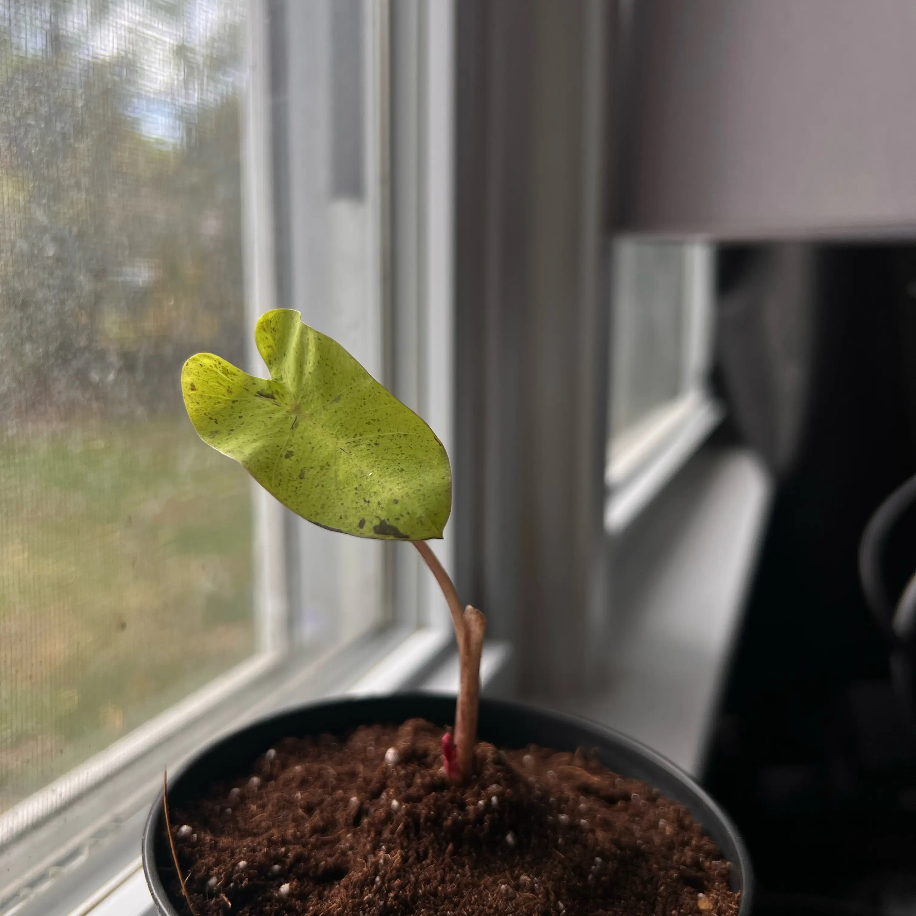 Photo of the plant species elephant ear mojito by @GoodCaucalis14 named Emerson on Greg, the plant care app