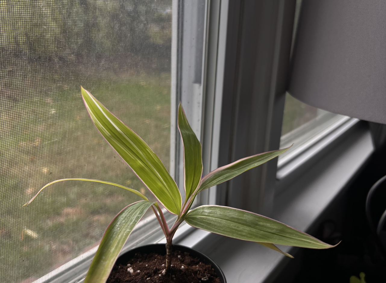 Photo of the plant species Cordyline fruticosa 'Pink Diamond' by @GoodCaucalis14 named Elle on Greg, the plant care app