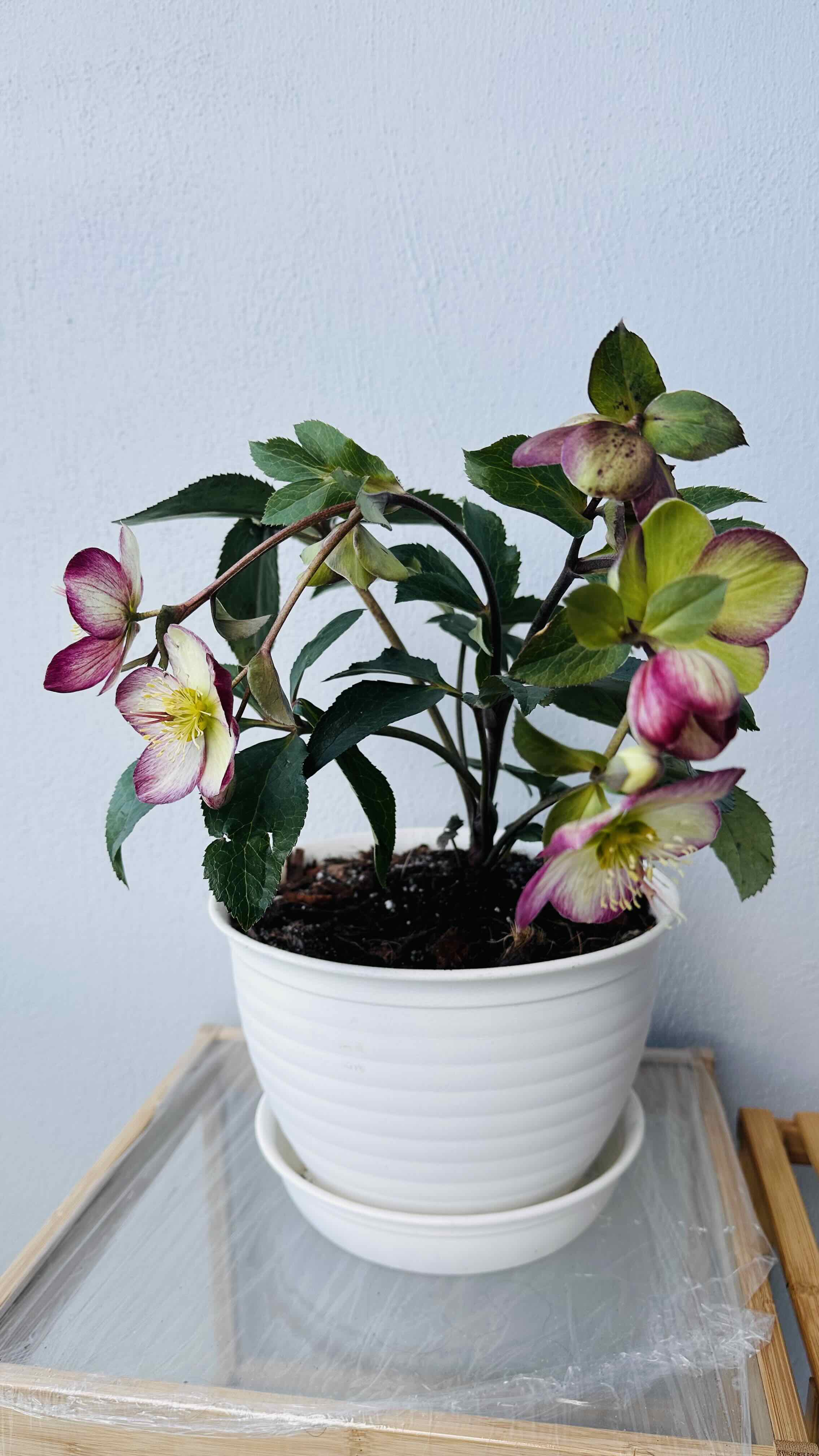 Potted Lenten Rose plant with flowers and some yellowing and browning leaves.