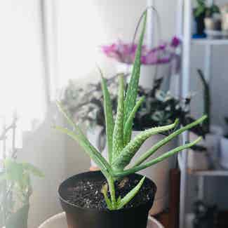 Aloe vera plant in Vancouver, British Columbia