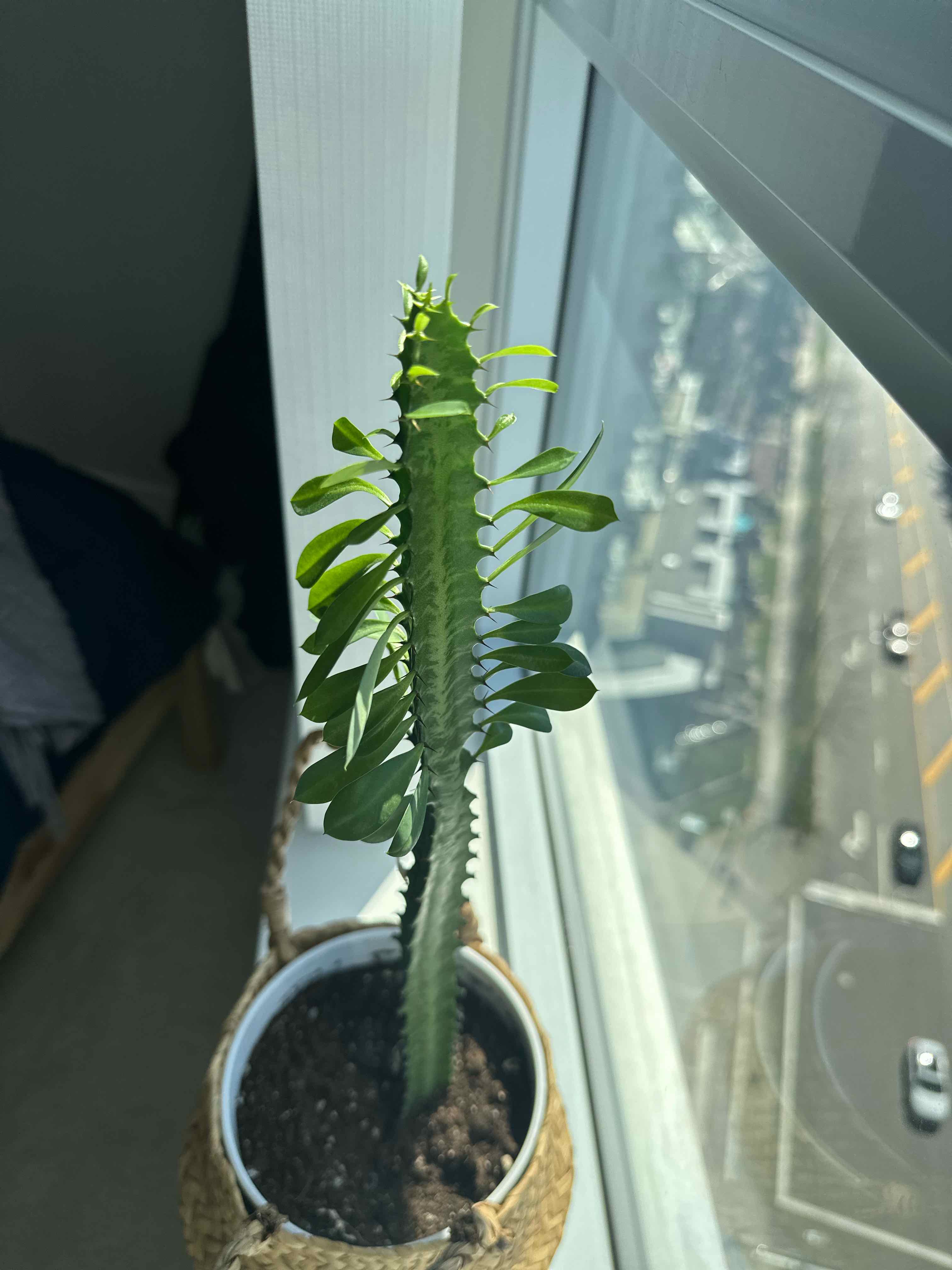What Are The Bugs on My African Milk Bush? 🐛