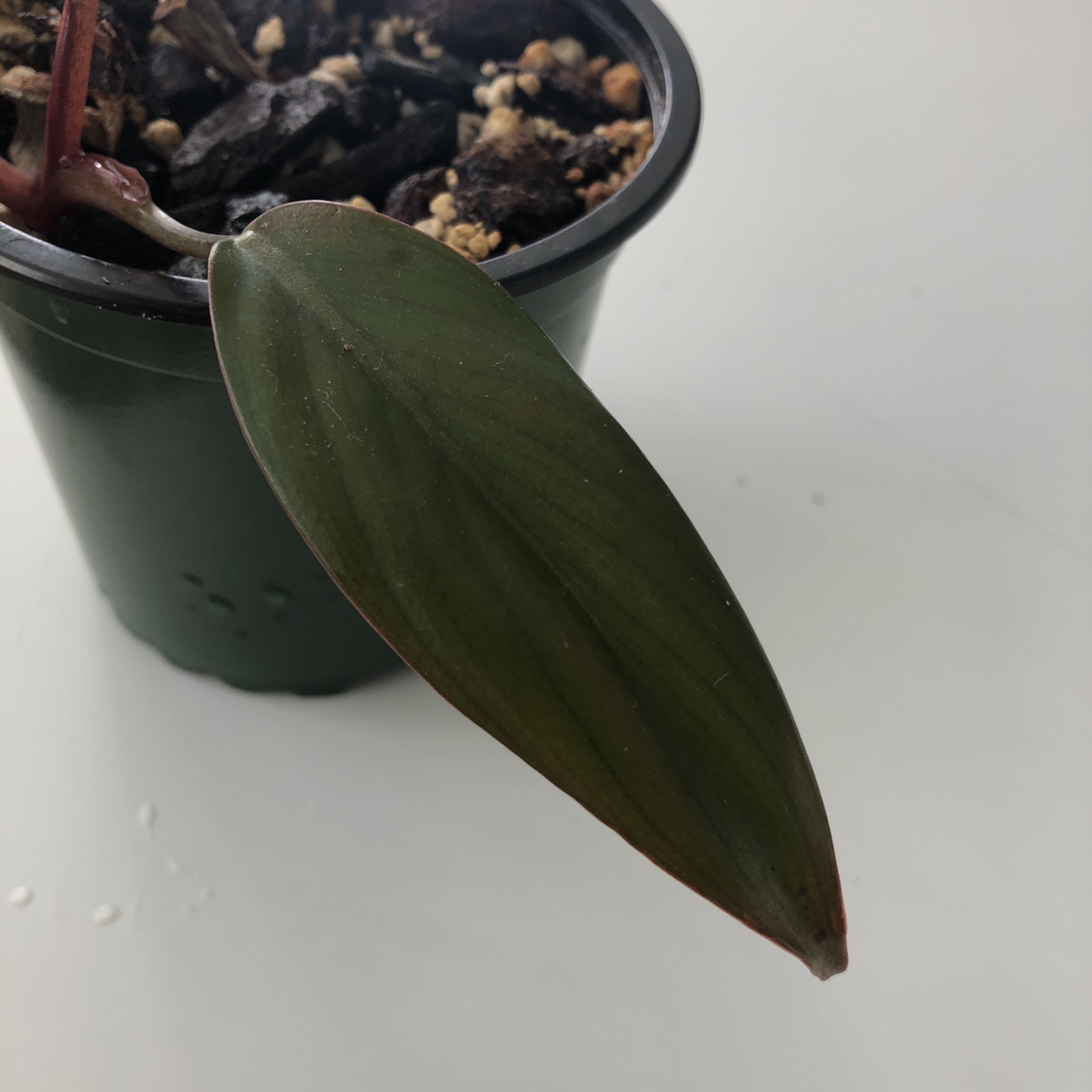 Philodendron Dark Lord plant in a pot with a healthy leaf and visible soil.