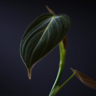 Black Gold Philodendron plant in Vancouver, British Columbia