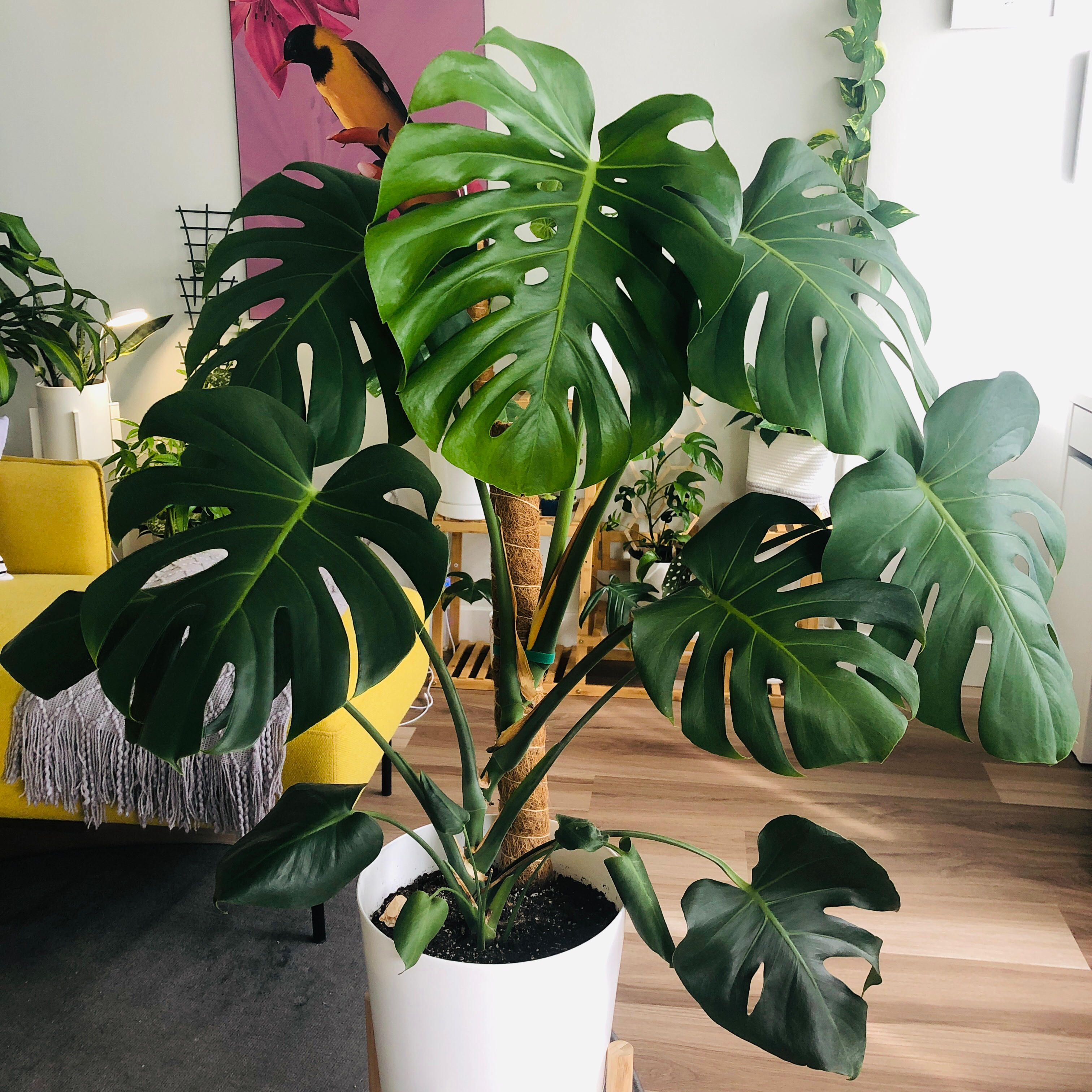 Monstera plant photo by @nila named Maya on Greg, the plant care app.
