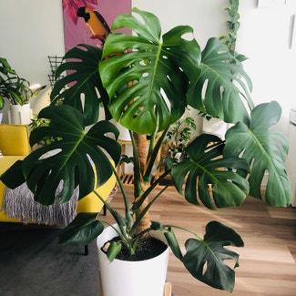 Monstera plant in Vancouver, British Columbia
